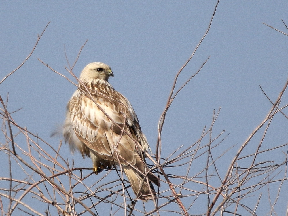 Зимняк (Buteo lagopus). Птицы Сибири.