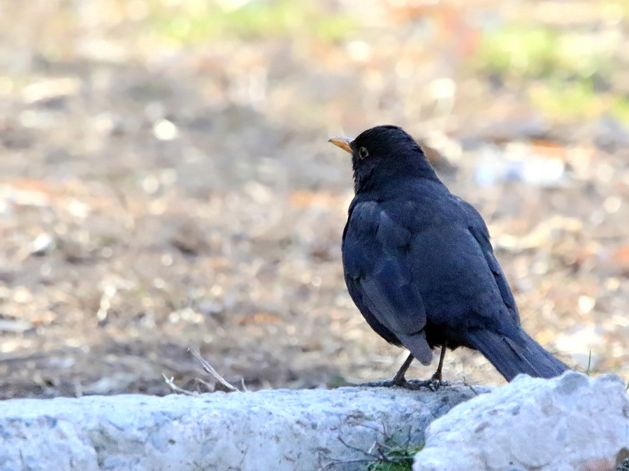 Eurasian blackbird птица. Eurasian blackbird птица