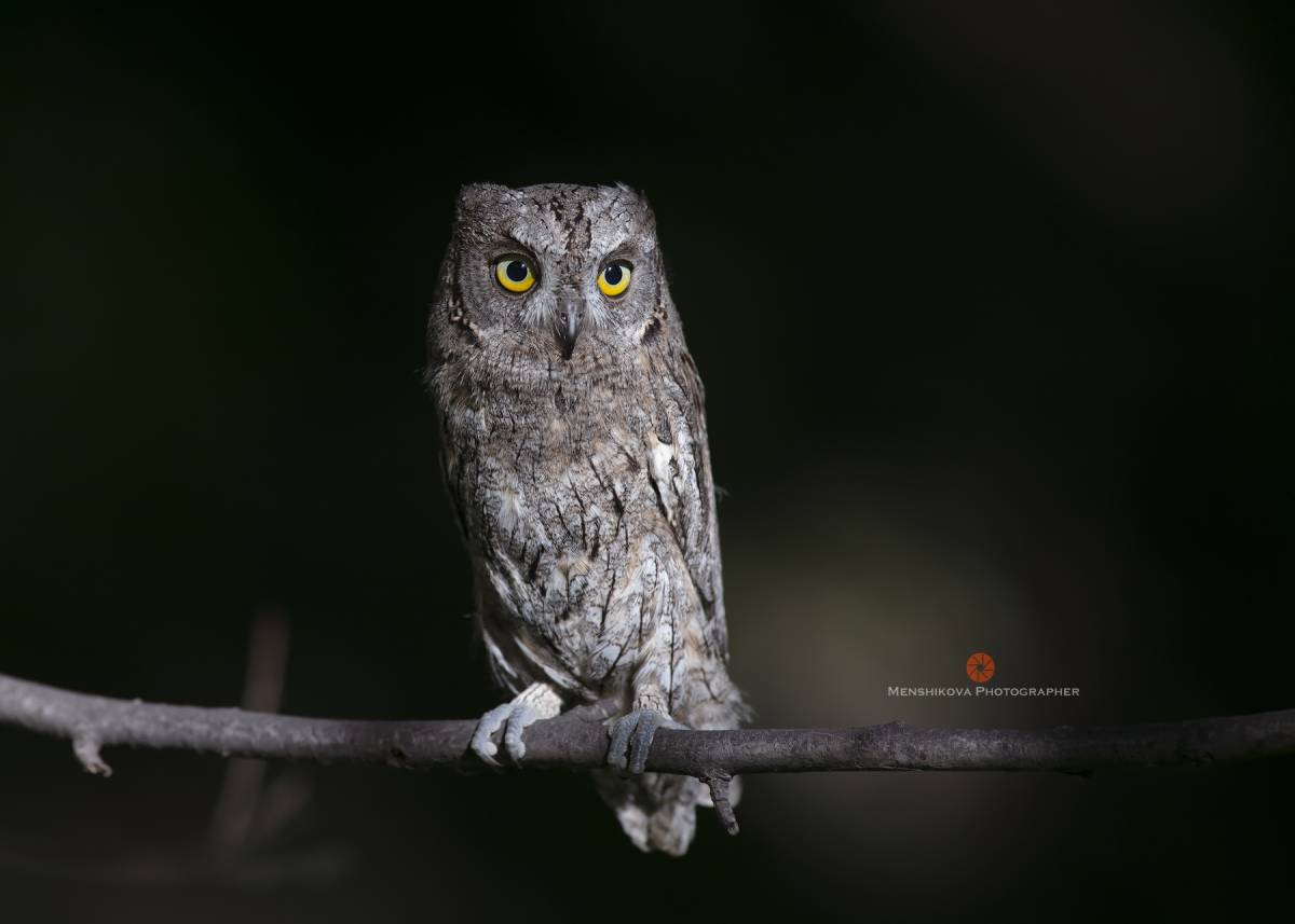 Otus basic. Сплюшка. otus. otus логотип. otus coding owl.