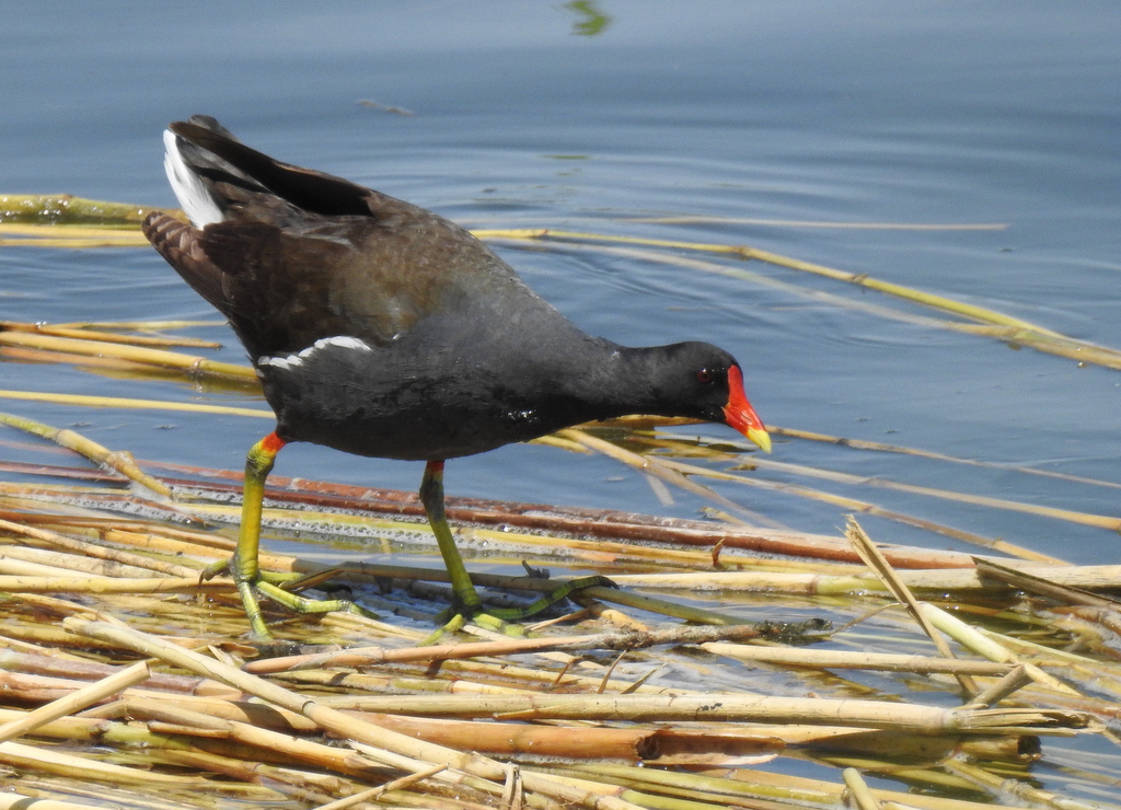 Камышница птица фото и описание Common Moorhen (Gallinula chloropus). Birds of Northern Eurasia.