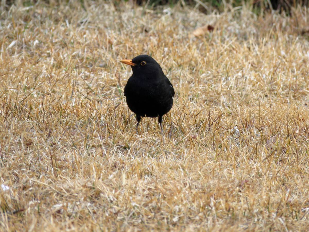 Eurasian blackbird птица