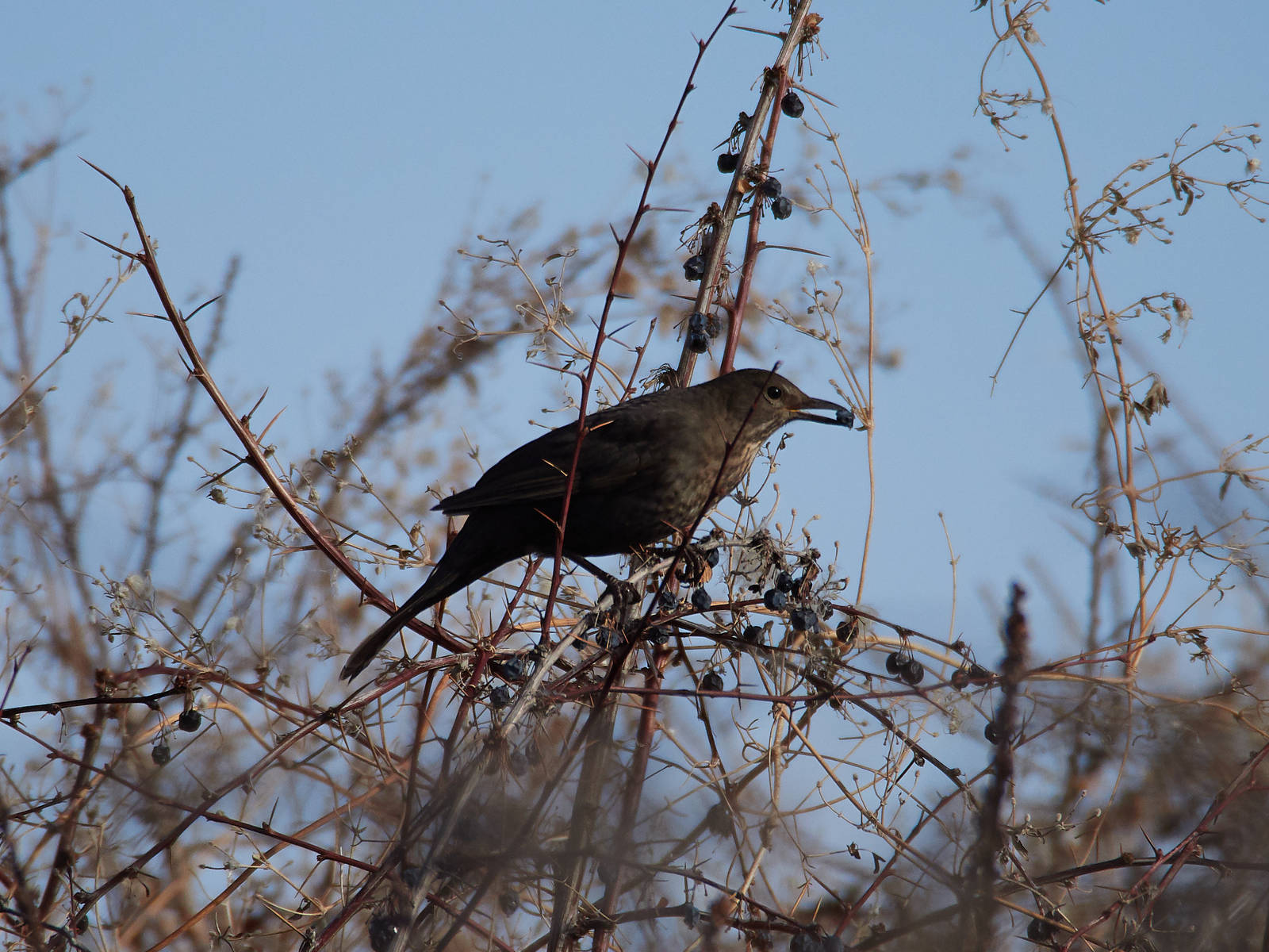 Eurasian blackbird птица