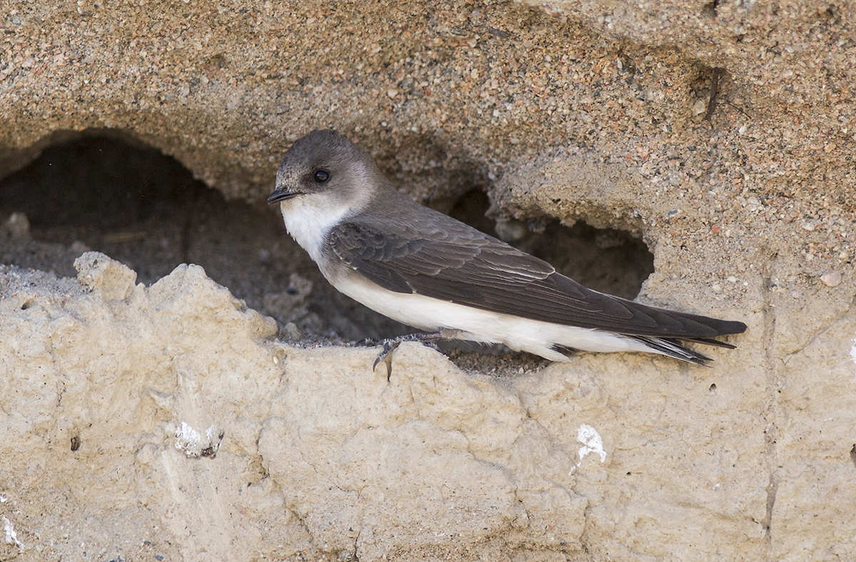 Береговушка птица фото Pale Sand Martin (Riparia diluta). Birds of Kyrgyzstan.