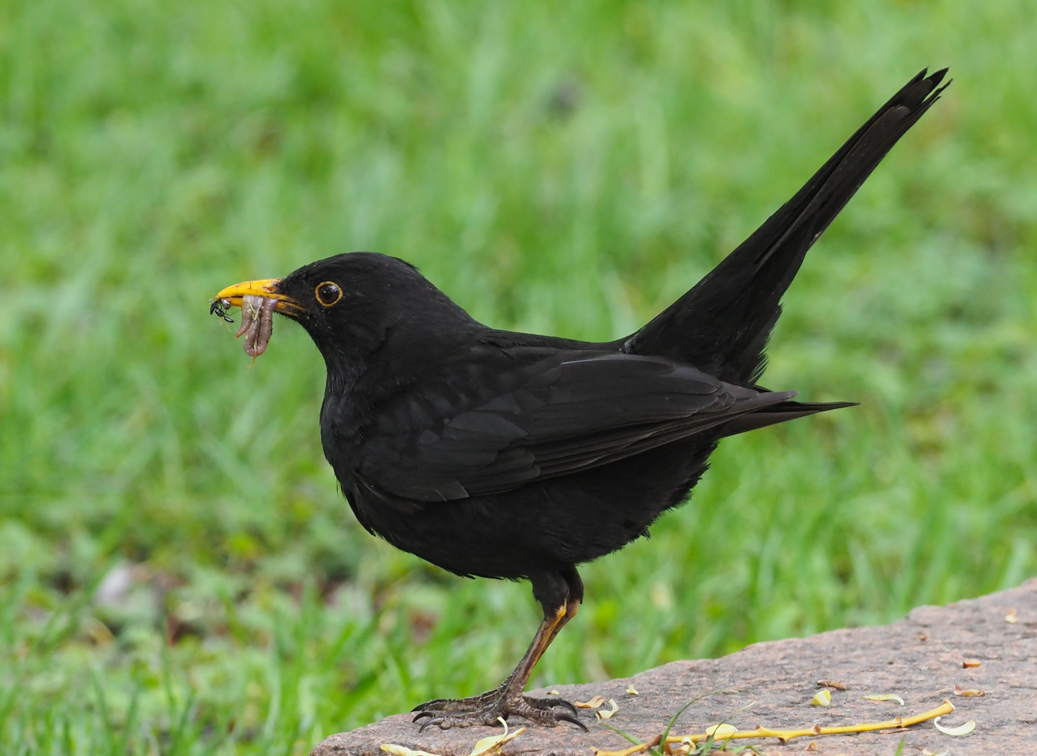Eurasian blackbird птица