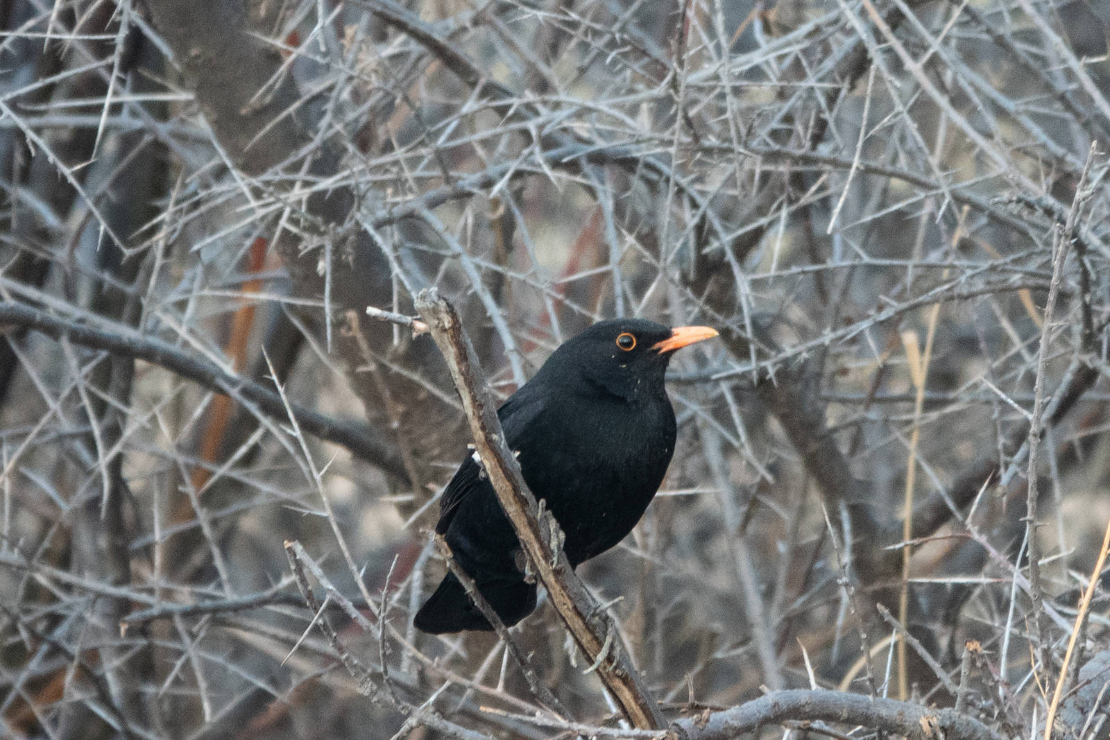 Eurasian blackbird птица